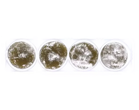 Royal Family Mini Matcha Latte Mochi