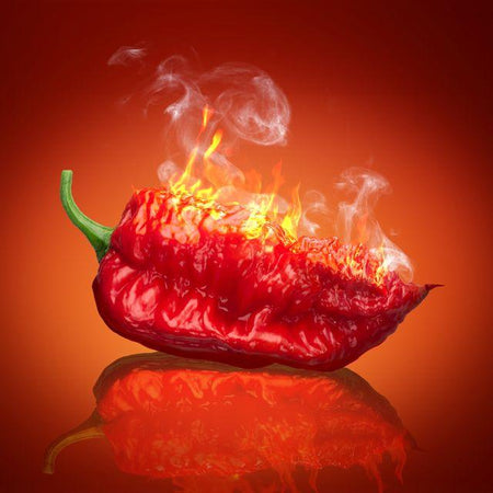 Hot Chip Carolina Reaper Chilli - FragFuel