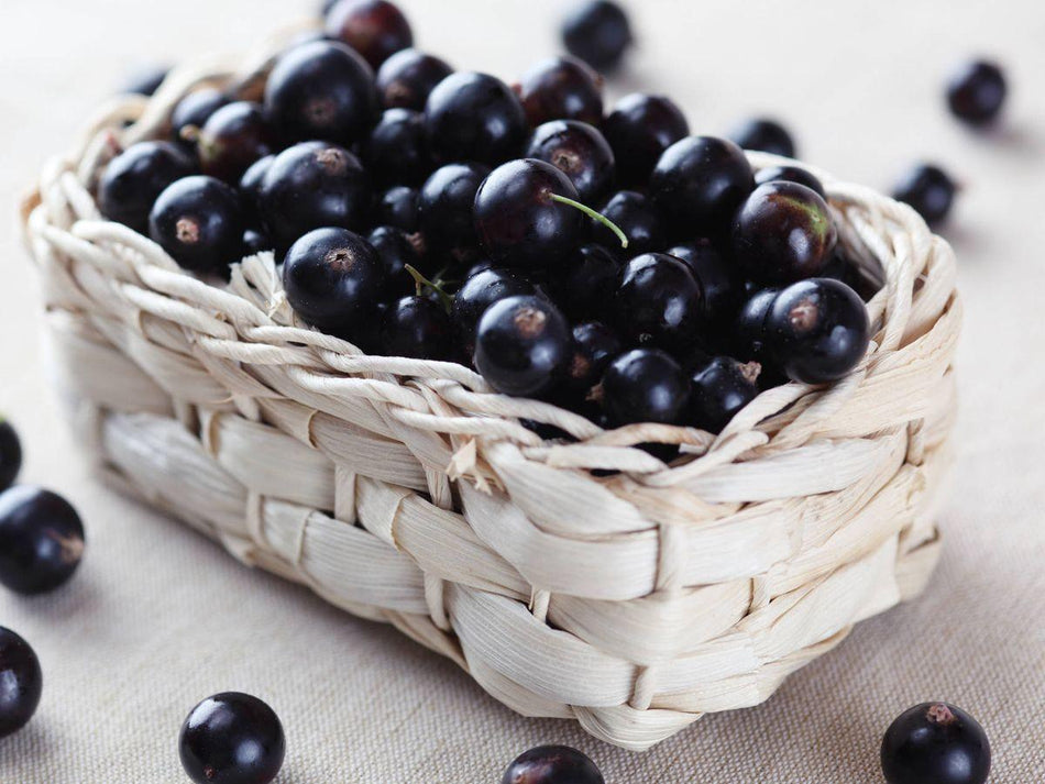 Mogu Mogu Blueberry - FragFuel