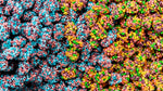 Nerds Gummy Clusters Berries BIG - FragFuel